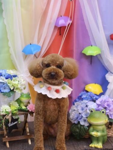 20230614ぷぅくん